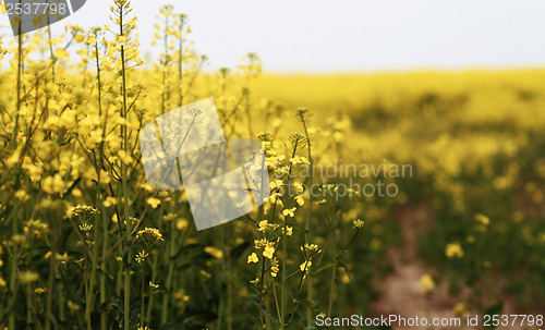 Image of Colza field