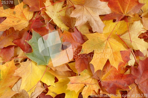 Image of Autumn leaves