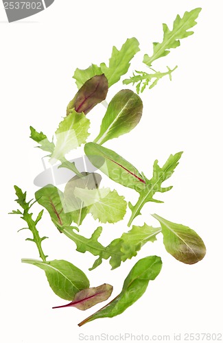 Image of Green lettuce salad leafs