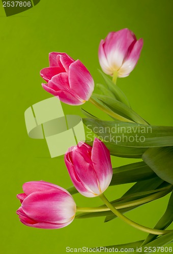 Image of Pink tulips