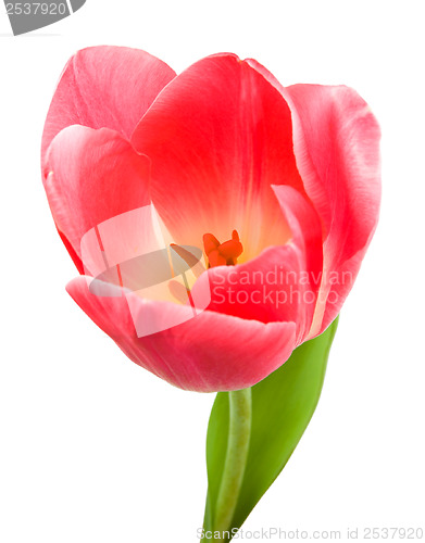 Image of Beautiful pink tulip isolated
