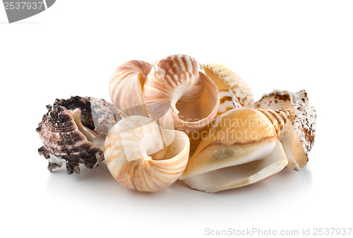 Image of Sea shells