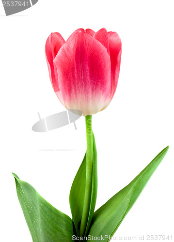 Image of Beautiful pink tulip isolated on white