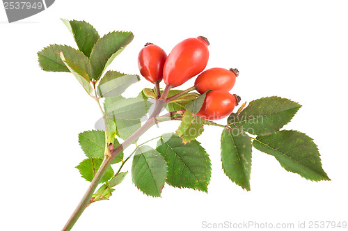 Image of Rose hip