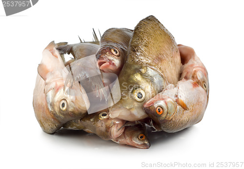 Image of Frozen fish isolated