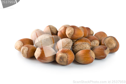 Image of Hazelnut