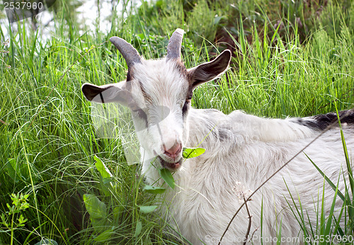 Image of Goat