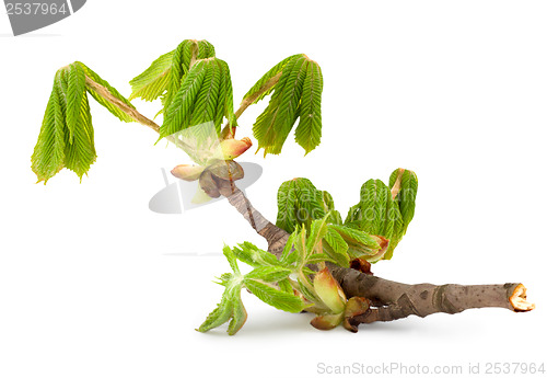 Image of Branch of chestnut