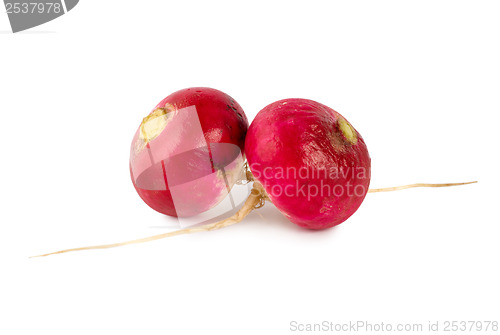 Image of Fresh radishes 