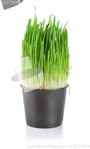 Image of Green grass in a pot