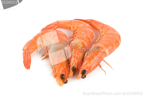 Image of Shrimp