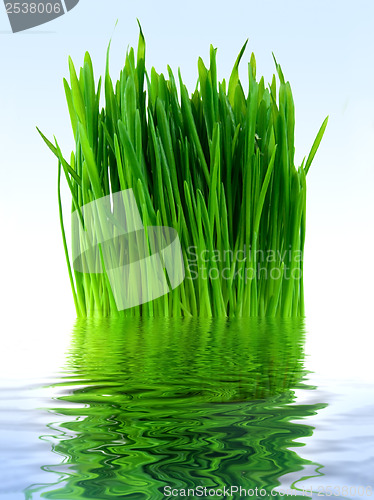 Image of Green grass in the blue water