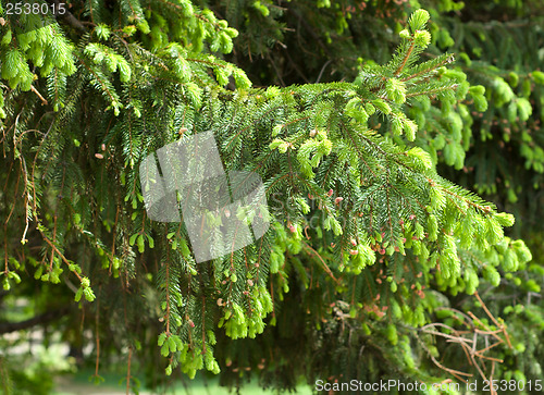 Image of Fir tree twig