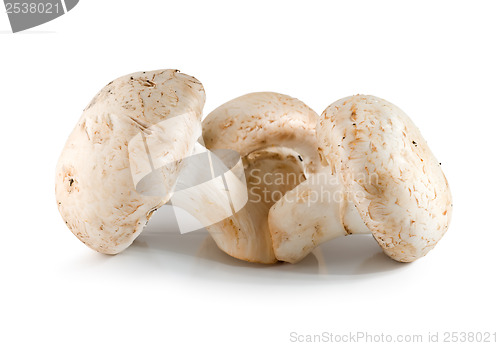 Image of Three champignons isolated