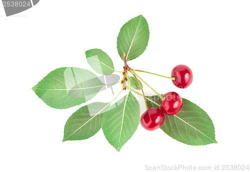 Image of Three ripe cherries