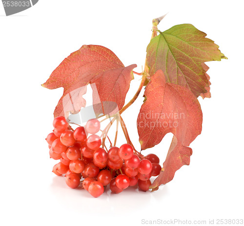 Image of Ripe viburnum isolated