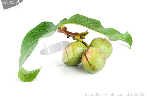 Image of Branch of a walnut isolated on a white