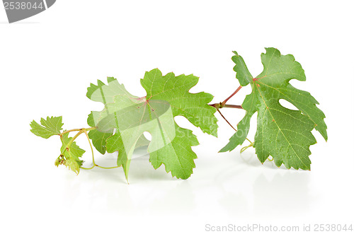 Image of Grape leaves isolated