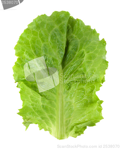 Image of Fresh green lettuce isolated