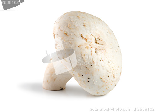 Image of One champignon