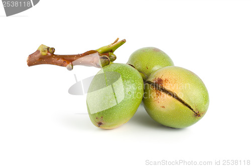 Image of Branch of a walnut isolated