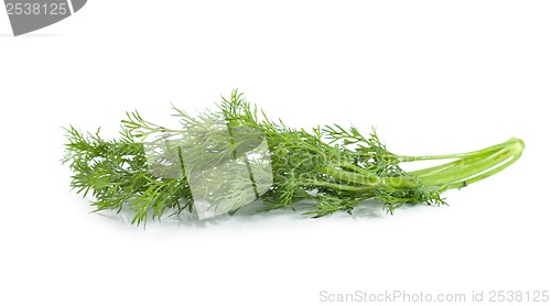 Image of A branch of dill