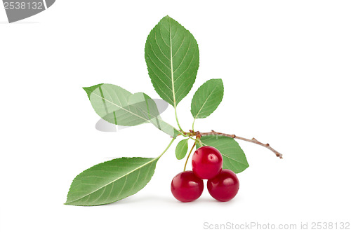Image of Three ripe cherries isolated
