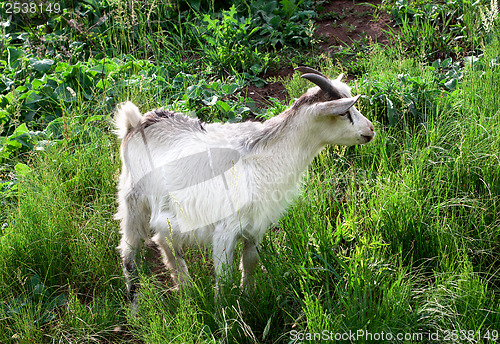 Image of Goat grazing