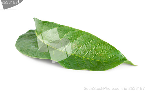 Image of Walnut leaf