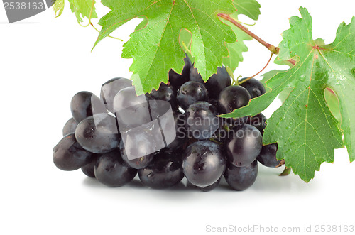 Image of Fresh blue grape isolated