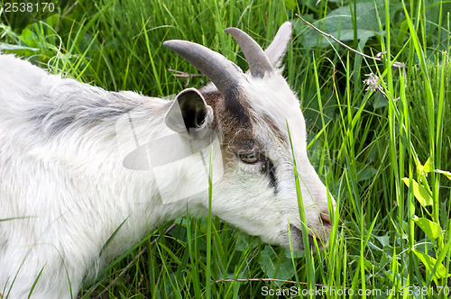 Image of Goat in the green grass