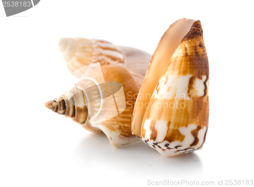 Image of Sea shells isolated