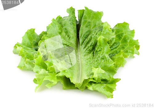 Image of Fresh lettuce