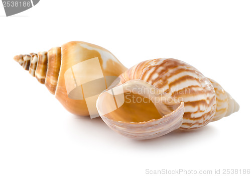 Image of Two seashells