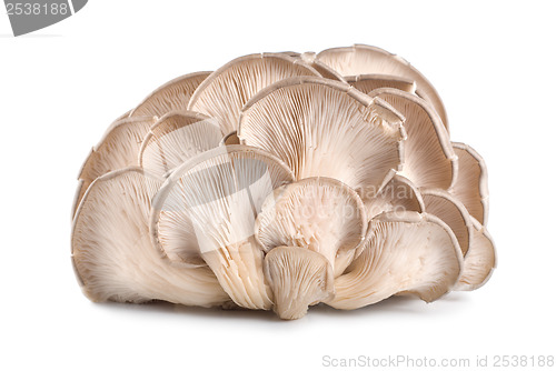 Image of Raw oyster mushroom isolated