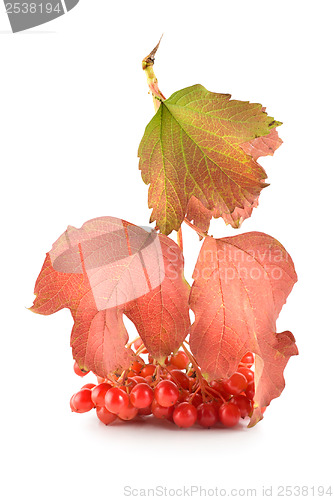 Image of Viburnum