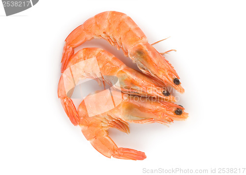 Image of Prepared shrimp isolated