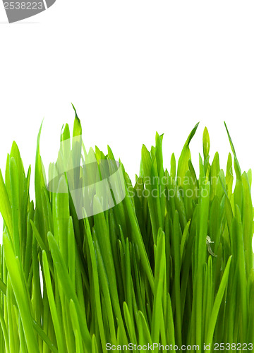 Image of Green pratal grass