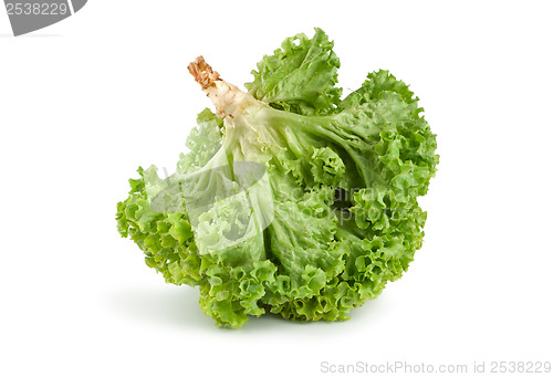 Image of Raw fresh green lettuce isolated