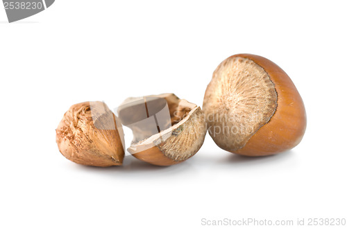 Image of Hazelnut isolated