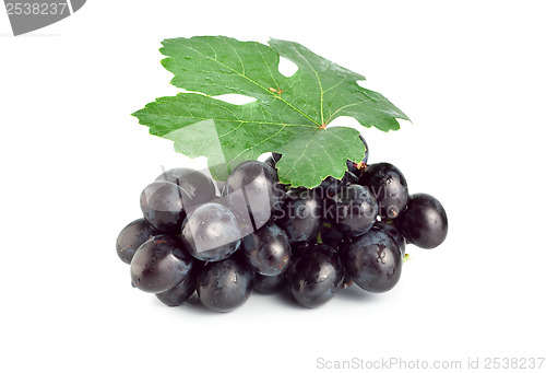 Image of Fresh blue grape