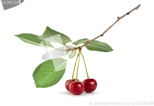 Image of Cherry