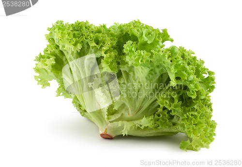 Image of Bush lettuce