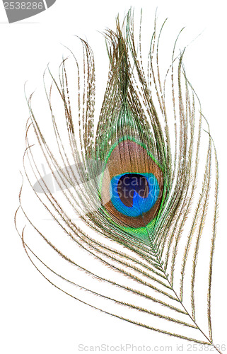 Image of Peacock feather isolated