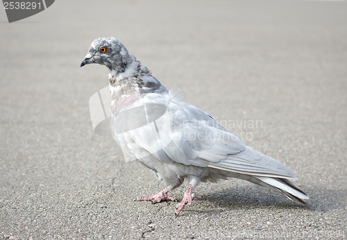 Image of Grey pigeon 