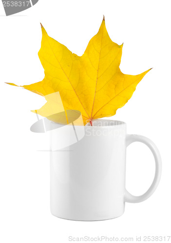 Image of Yellow maple leaf in the cup
