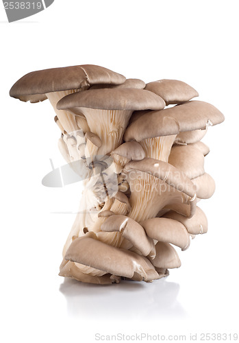 Image of Oyster mushroom isolated