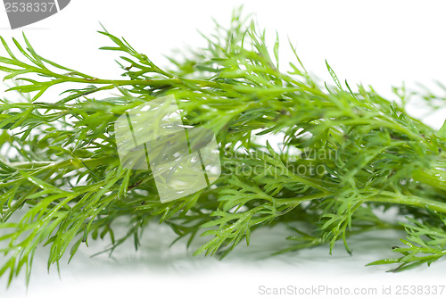 Image of Green dill