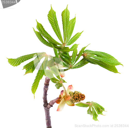 Image of Spring chestnut
