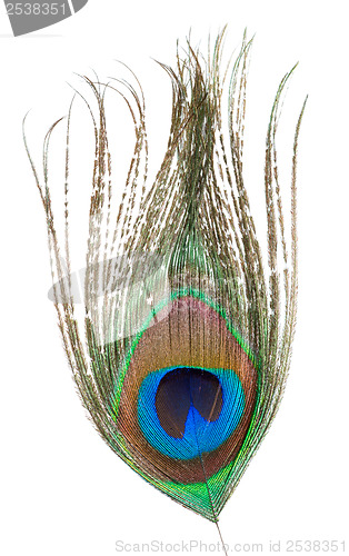 Image of Peacock feather